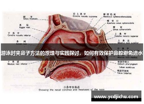 游泳时夹鼻子方法的原理与实践探讨，如何有效保护鼻腔避免进水